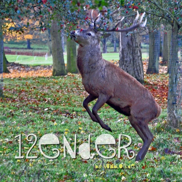12ender-Cover mit Hirsch